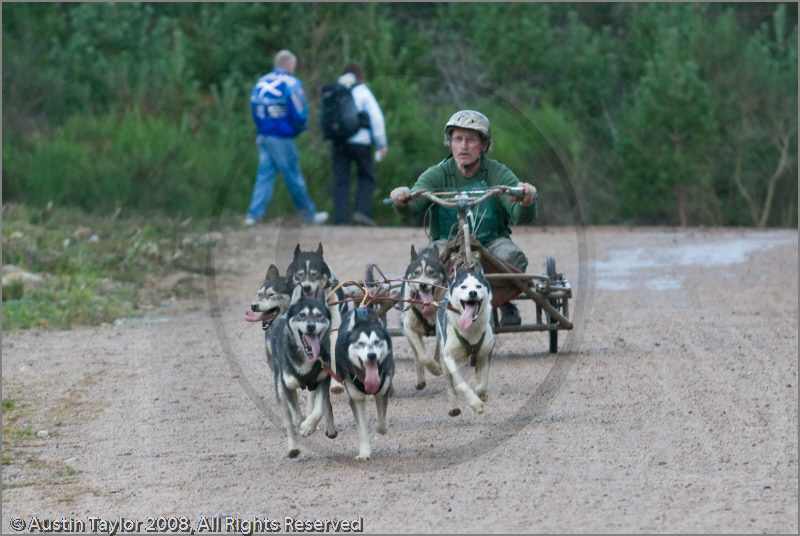 Dog Sled Team competing in the 25th Anniversary Siberian Husky Club of Great Britain Aviemore Sled Dog Rally 2008