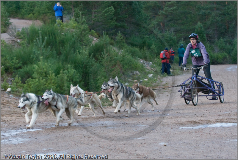 Dog Sled Team competing in the 25th Anniversary Siberian Husky Club of Great Britain Aviemore Sled Dog Rally 2008