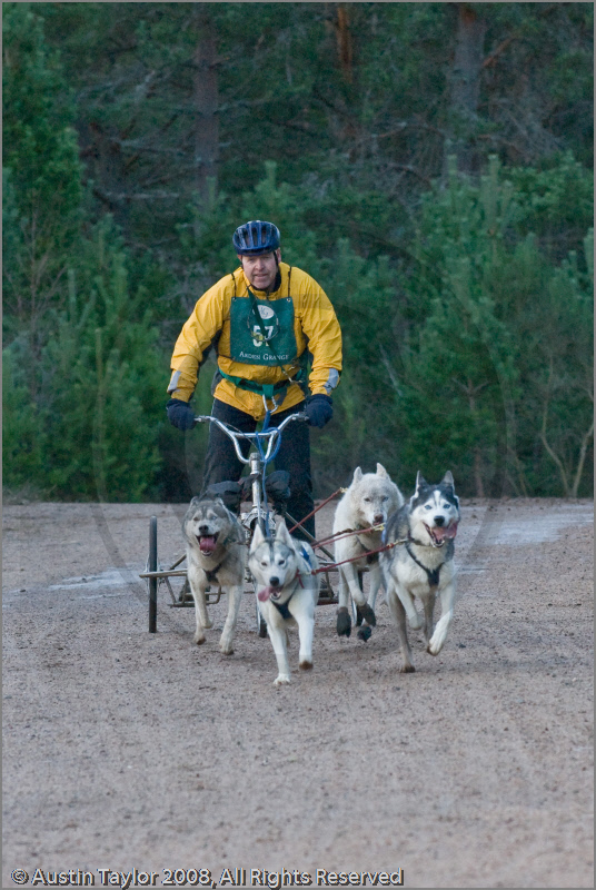 Dog Sled Team competing in the 25th Anniversary Siberian Husky Club of Great Britain Aviemore Sled Dog Rally 2008
