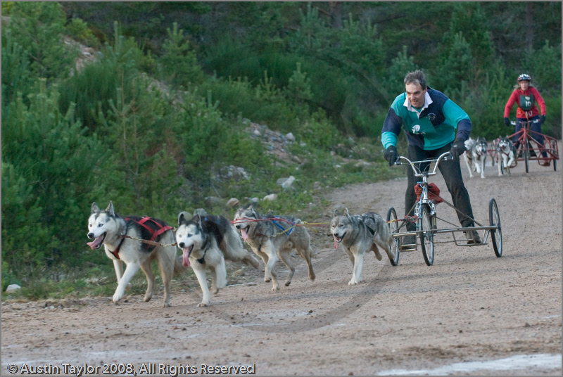 Dog Sled Team competing in the 25th Anniversary Siberian Husky Club of Great Britain Aviemore Sled Dog Rally 2008