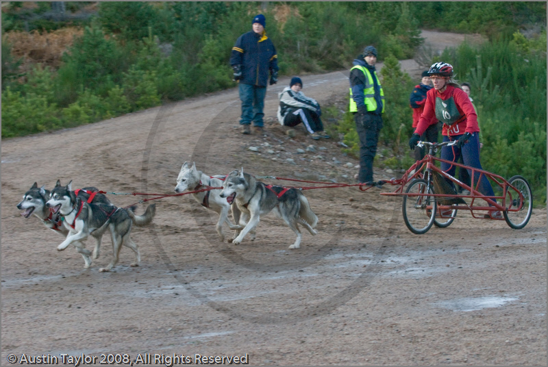 Dog Sled Team competing in the 25th Anniversary Siberian Husky Club of Great Britain Aviemore Sled Dog Rally 2008