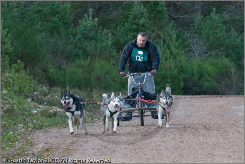 Dog Sled Team competing in the 25th Anniversary Siberian Husky Club of Great Britain Aviemore Sled Dog Rally 2008
