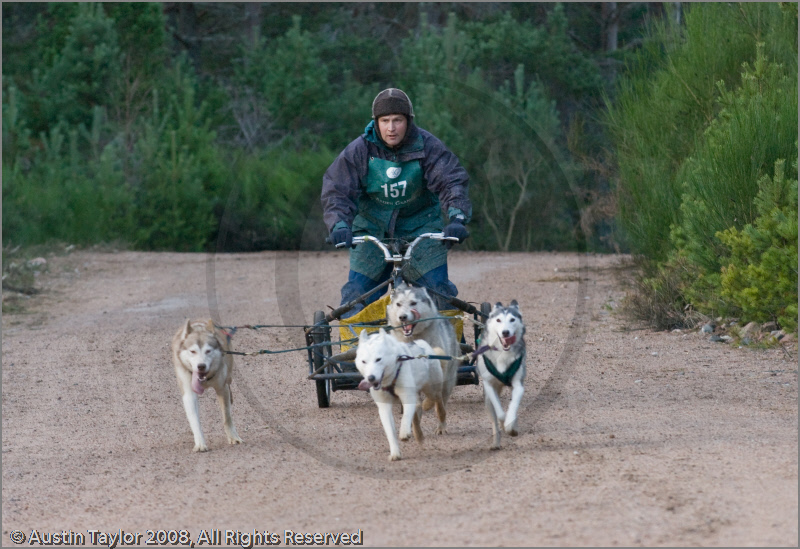 Dog Sled Team competing in the 25th Anniversary Siberian Husky Club of Great Britain Aviemore Sled Dog Rally 2008