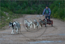 Dog Sled Team competing in the 25th Anniversary Siberian Husky Club of Great Britain Aviemore Sled Dog Rally 2008