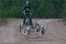 Dog Sled Team competing in the 25th Anniversary Siberian Husky Club of Great Britain Aviemore Sled Dog Rally 2008