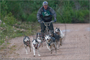 Dog Sled Team competing in the 25th Anniversary Siberian Husky Club of Great Britain Aviemore Sled Dog Rally 2008