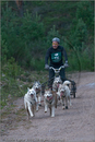 Dog Sled Team competing in the 25th Anniversary Siberian Husky Club of Great Britain Aviemore Sled Dog Rally 2008