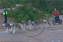 Dog Sled Team competing in the 25th Anniversary Siberian Husky Club of Great Britain Aviemore Sled Dog Rally 2008