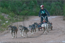 Dog Sled Team competing in the 25th Anniversary Siberian Husky Club of Great Britain Aviemore Sled Dog Rally 2008