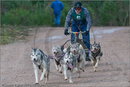 Dog Sled Team competing in the 25th Anniversary Siberian Husky Club of Great Britain Aviemore Sled Dog Rally 2008