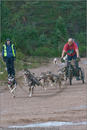 Dog Sled Team competing in the 25th Anniversary Siberian Husky Club of Great Britain Aviemore Sled Dog Rally 2008