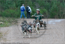 Dog Sled Team competing in the 25th Anniversary Siberian Husky Club of Great Britain Aviemore Sled Dog Rally 2008