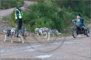 Dog Sled Team competing in the 25th Anniversary Siberian Husky Club of Great Britain Aviemore Sled Dog Rally 2008