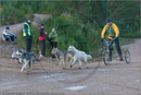 Dog Sled Team competing in the 25th Anniversary Siberian Husky Club of Great Britain Aviemore Sled Dog Rally 2008