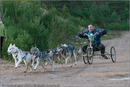 Dog Sled Team competing in the 25th Anniversary Siberian Husky Club of Great Britain Aviemore Sled Dog Rally 2008
