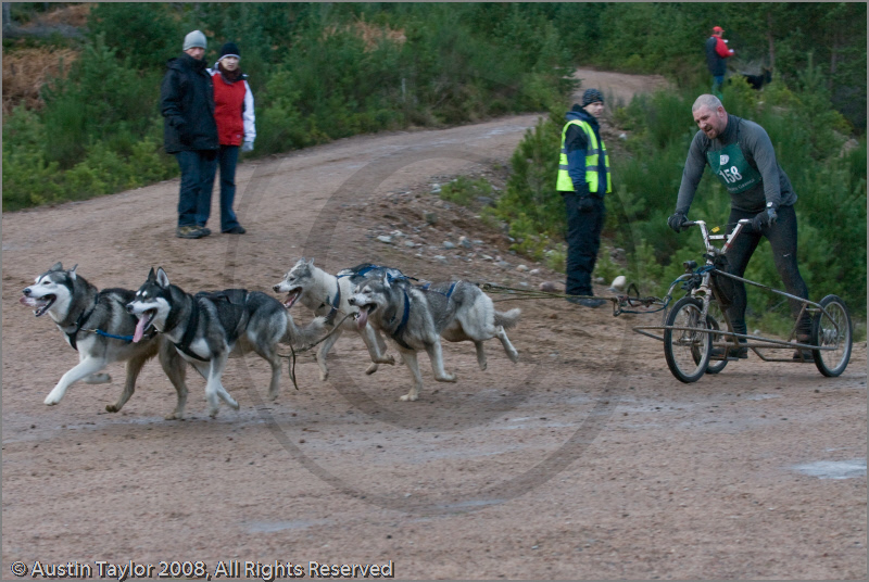 Dog Sled Team competing in the 25th Anniversary Siberian Husky Club of Great Britain Aviemore Sled Dog Rally 2008