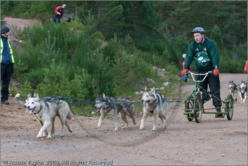 Dog Sled Team competing in the 25th Anniversary Siberian Husky Club of Great Britain Aviemore Sled Dog Rally 2008