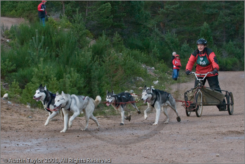 Dog Sled Team competing in the 25th Anniversary Siberian Husky Club of Great Britain Aviemore Sled Dog Rally 2008