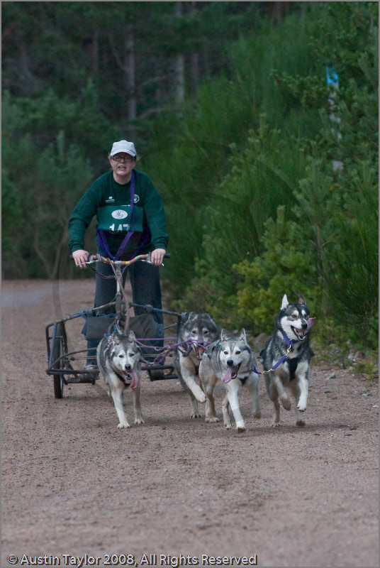 Dog Sled Team competing in the 25th Anniversary Siberian Husky Club of Great Britain Aviemore Sled Dog Rally 2008