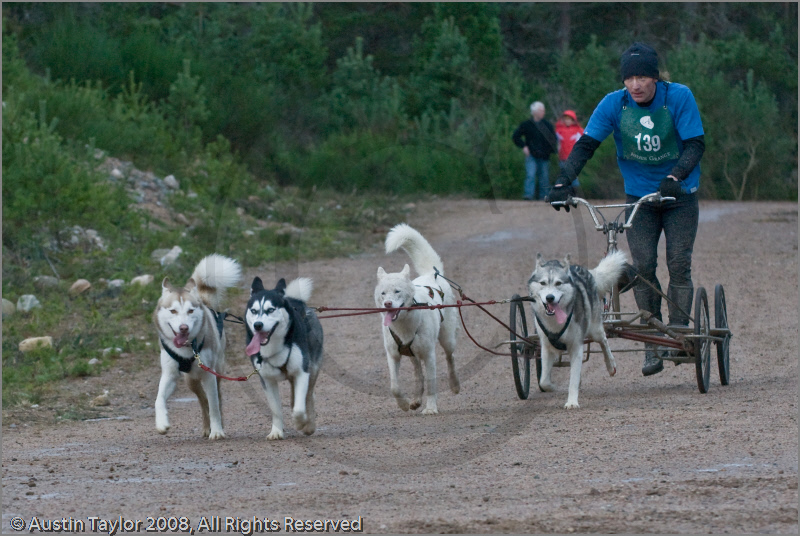 Dog Sled Team competing in the 25th Anniversary Siberian Husky Club of Great Britain Aviemore Sled Dog Rally 2008