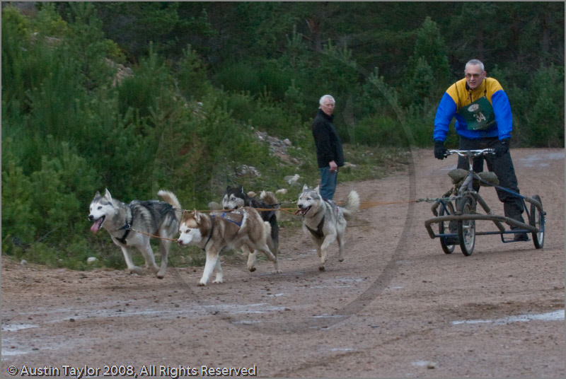 Dog Sled Team competing in the 25th Anniversary Siberian Husky Club of Great Britain Aviemore Sled Dog Rally 2008