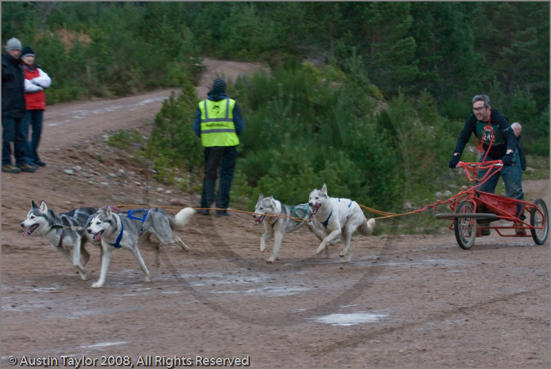 Dog Sled Team competing in the 25th Anniversary Siberian Husky Club of Great Britain Aviemore Sled Dog Rally 2008