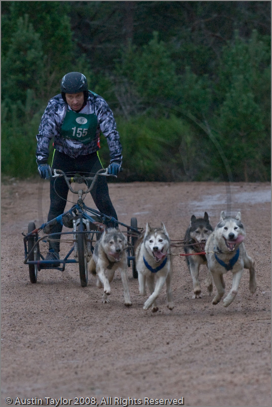 Dog Sled Team competing in the 25th Anniversary Siberian Husky Club of Great Britain Aviemore Sled Dog Rally 2008
