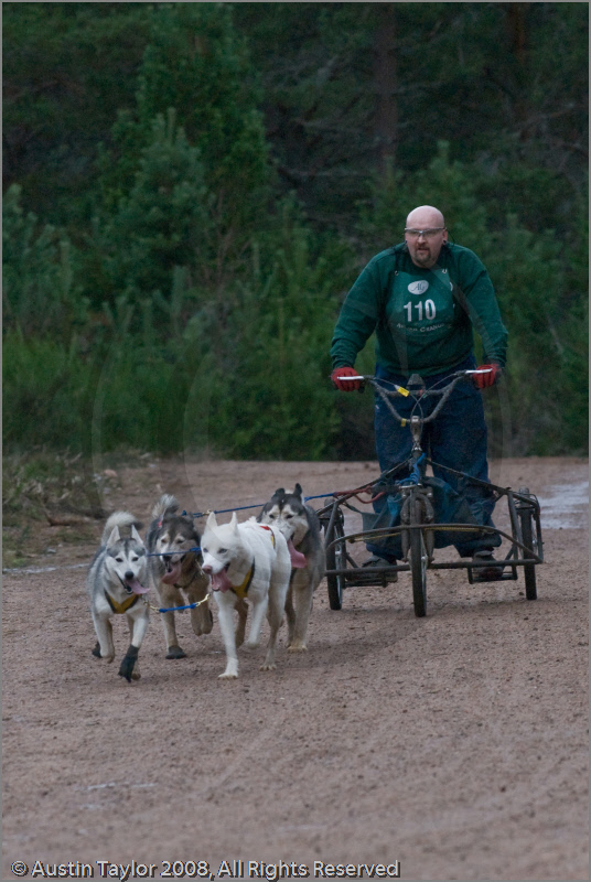Dog Sled Team competing in the 25th Anniversary Siberian Husky Club of Great Britain Aviemore Sled Dog Rally 2008