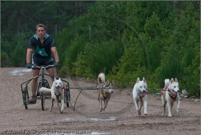 Dog Sled Team competing in the 25th Anniversary Siberian Husky Club of Great Britain Aviemore Sled Dog Rally 2008