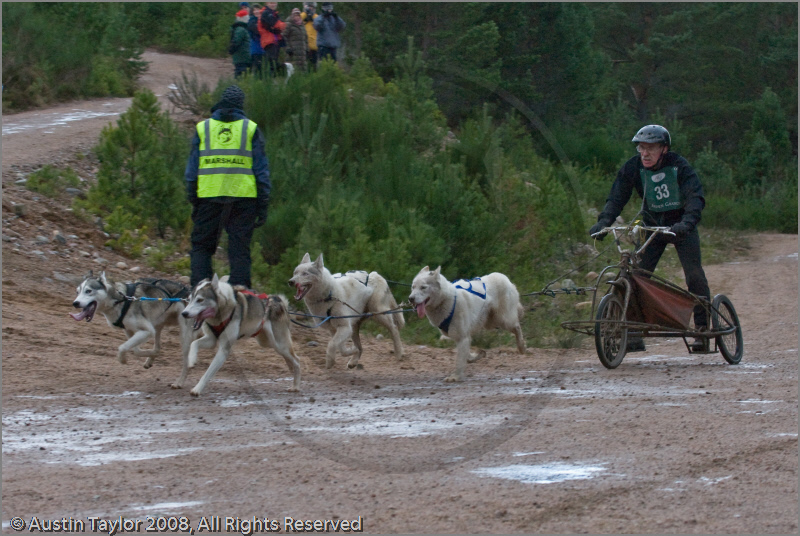 Dog Sled Team competing in the 25th Anniversary Siberian Husky Club of Great Britain Aviemore Sled Dog Rally 2008