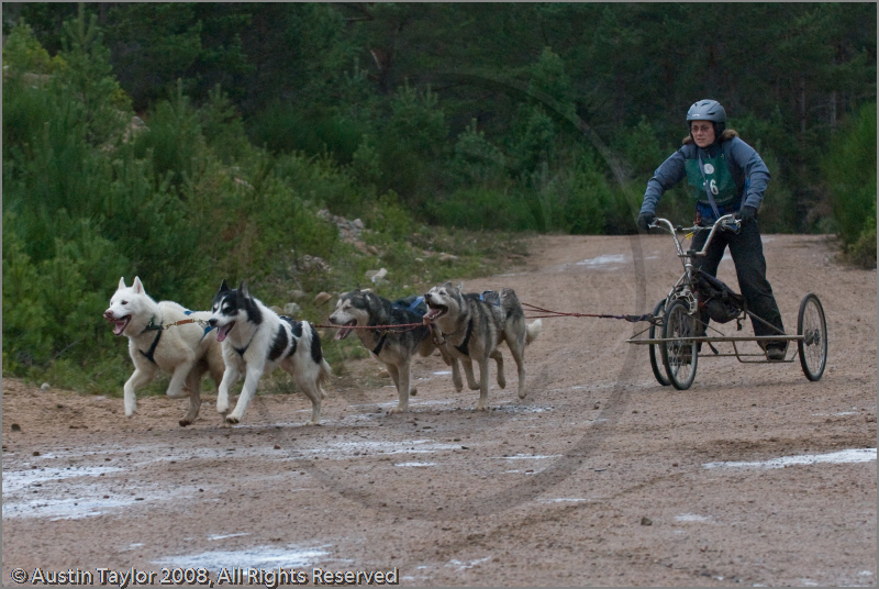Dog Sled Team competing in the 25th Anniversary Siberian Husky Club of Great Britain Aviemore Sled Dog Rally 2008
