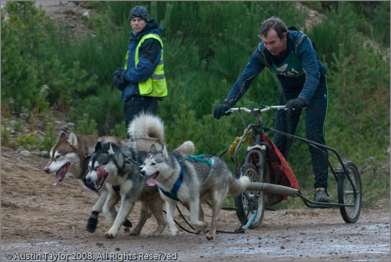 Dog Sled Team competing in the 25th Anniversary Siberian Husky Club of Great Britain Aviemore Sled Dog Rally 2008