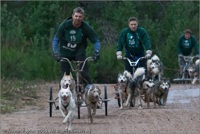 Dog Sled Team competing in the 25th Anniversary Siberian Husky Club of Great Britain Aviemore Sled Dog Rally 2008