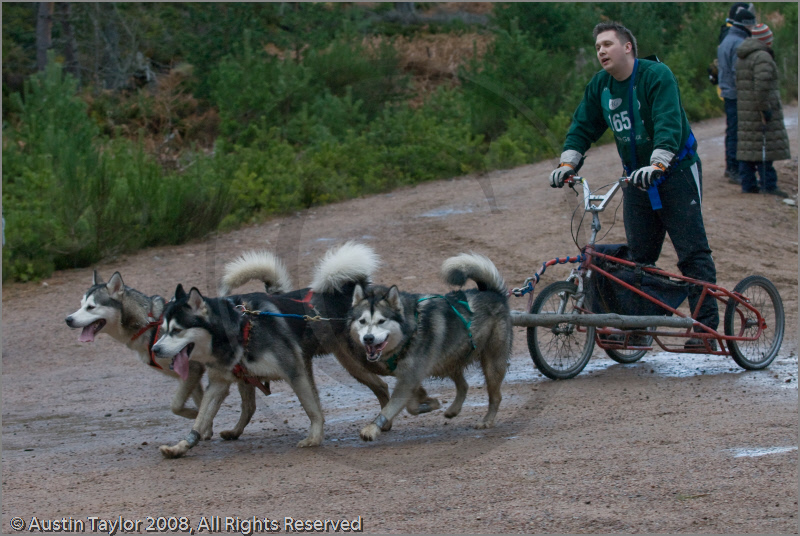 Dog Sled Team competing in the 25th Anniversary Siberian Husky Club of Great Britain Aviemore Sled Dog Rally 2008