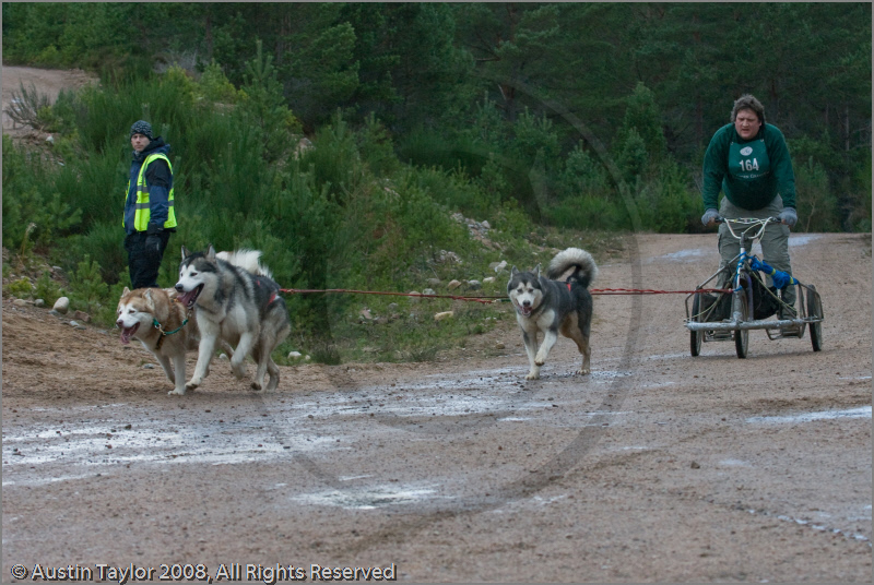 Dog Sled Team competing in the 25th Anniversary Siberian Husky Club of Great Britain Aviemore Sled Dog Rally 2008