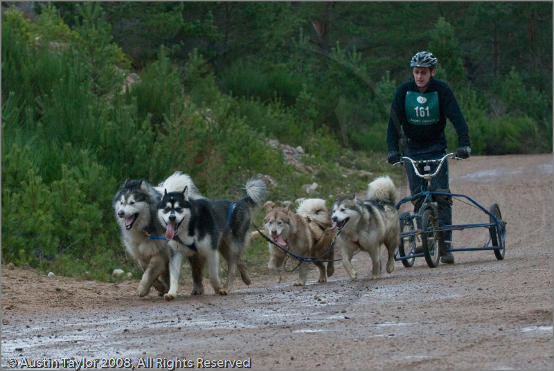 Dog Sled Team competing in the 25th Anniversary Siberian Husky Club of Great Britain Aviemore Sled Dog Rally 2008