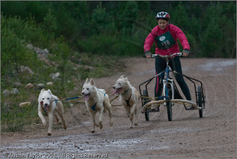 Dog Sled Team competing in the 25th Anniversary Siberian Husky Club of Great Britain Aviemore Sled Dog Rally 2008