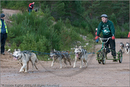 Dog Sled Team competing in the 25th Anniversary Siberian Husky Club of Great Britain Aviemore Sled Dog Rally 2008