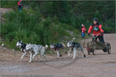 Dog Sled Team competing in the 25th Anniversary Siberian Husky Club of Great Britain Aviemore Sled Dog Rally 2008