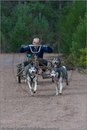 Dog Sled Team competing in the 25th Anniversary Siberian Husky Club of Great Britain Aviemore Sled Dog Rally 2008