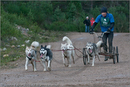 Dog Sled Team competing in the 25th Anniversary Siberian Husky Club of Great Britain Aviemore Sled Dog Rally 2008