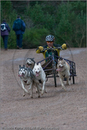 Dog Sled Team competing in the 25th Anniversary Siberian Husky Club of Great Britain Aviemore Sled Dog Rally 2008