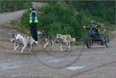 Dog Sled Team competing in the 25th Anniversary Siberian Husky Club of Great Britain Aviemore Sled Dog Rally 2008