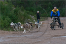 Dog Sled Team competing in the 25th Anniversary Siberian Husky Club of Great Britain Aviemore Sled Dog Rally 2008