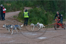 Dog Sled Team competing in the 25th Anniversary Siberian Husky Club of Great Britain Aviemore Sled Dog Rally 2008