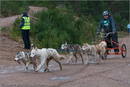 Dog Sled Team competing in the 25th Anniversary Siberian Husky Club of Great Britain Aviemore Sled Dog Rally 2008