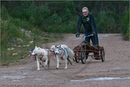 Dog Sled Team competing in the 25th Anniversary Siberian Husky Club of Great Britain Aviemore Sled Dog Rally 2008