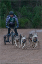 Dog Sled Team competing in the 25th Anniversary Siberian Husky Club of Great Britain Aviemore Sled Dog Rally 2008