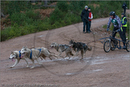 Dog Sled Team competing in the 25th Anniversary Siberian Husky Club of Great Britain Aviemore Sled Dog Rally 2008