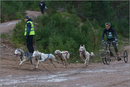 Dog Sled Team competing in the 25th Anniversary Siberian Husky Club of Great Britain Aviemore Sled Dog Rally 2008